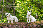 Malteser mit Malteser-West-Highland-White-Terrier-Mischling