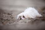 Malteser an der Ostsee