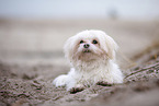 Malteser an der Ostsee