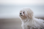 Malteser an der Ostsee