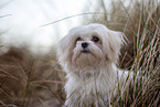 Malteser an der Ostsee