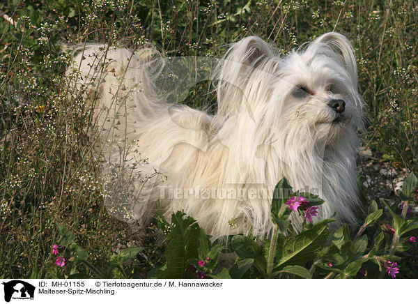 Malteser-Spitz-Mischling / MH-01155