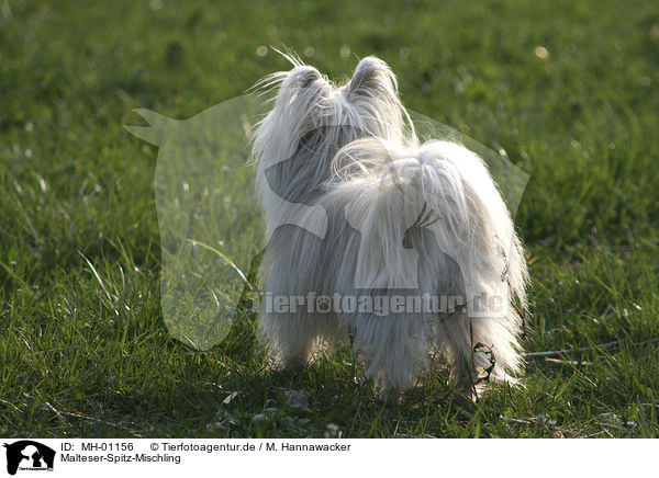 Malteser-Spitz-Mischling / MH-01156