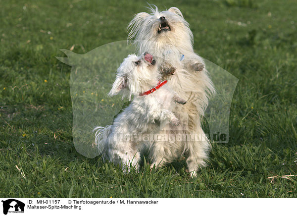 Malteser-Spitz-Mischling / Mongrel / MH-01157