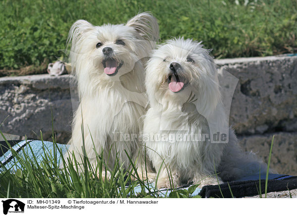 Malteser-Spitz-Mischlinge / Malteser-Spitz-Mischlinge / MH-01349