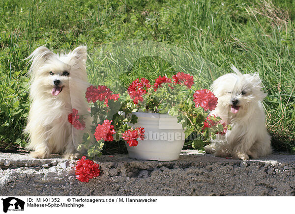 Malteser-Spitz-Mischlinge / MH-01352