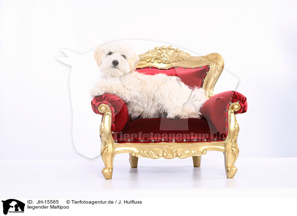 liegender Maltipoo / lying Maltipoo / JH-15565
