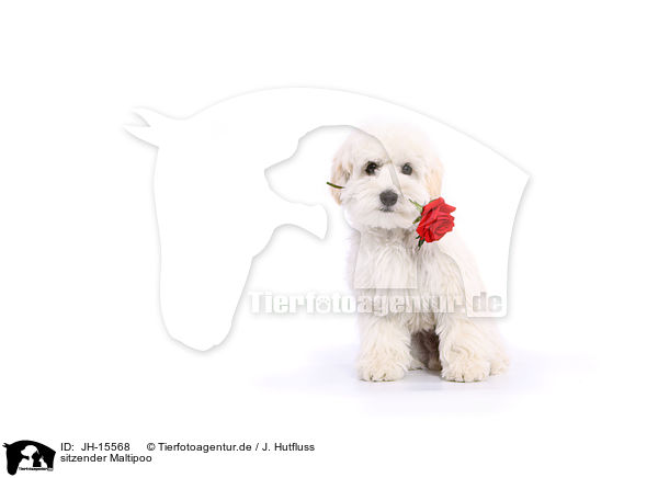 sitzender Maltipoo / sitting Maltipoo / JH-15568