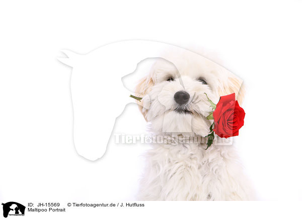 Maltipoo Portrait / JH-15569