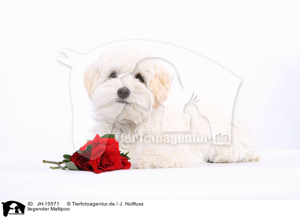 liegender Maltipoo / JH-15571