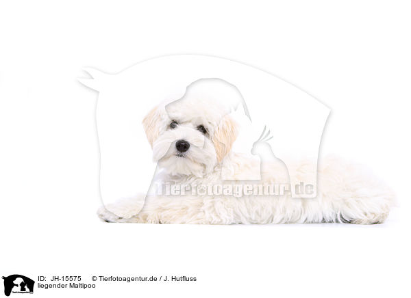 liegender Maltipoo / JH-15575