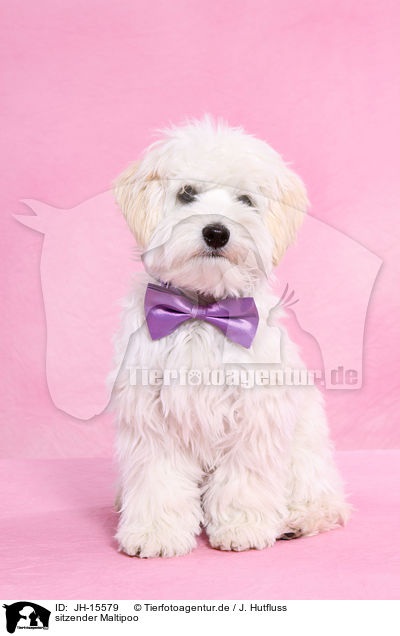 sitzender Maltipoo / sitting Maltipoo / JH-15579