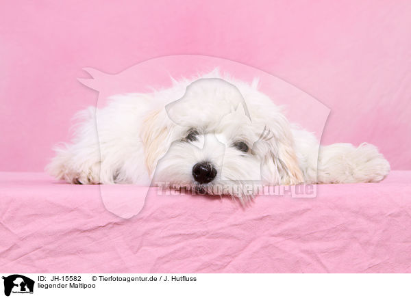 liegender Maltipoo / JH-15582