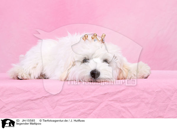 liegender Maltipoo / lying Maltipoo / JH-15585