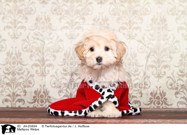 Maltipoo Welpe / JH-20894