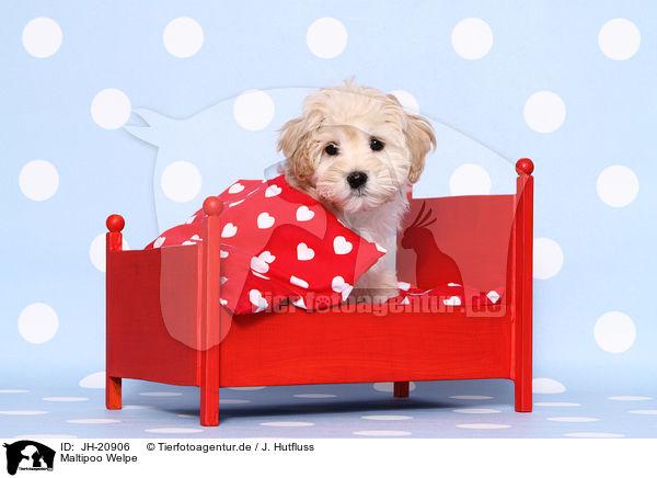 Maltipoo Welpe / JH-20906