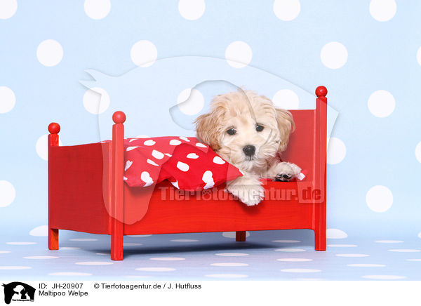 Maltipoo Welpe / Maltipoo Puppy / JH-20907