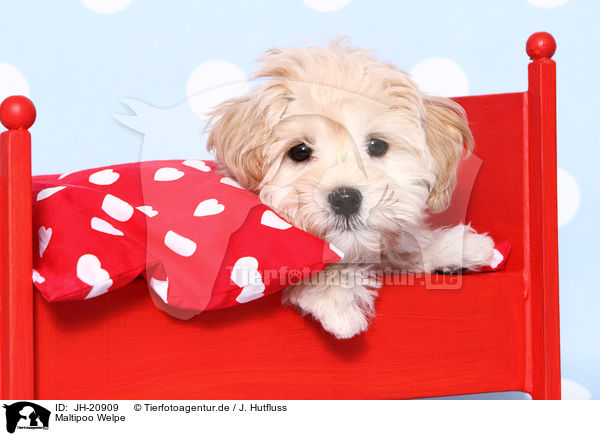 Maltipoo Welpe / JH-20909