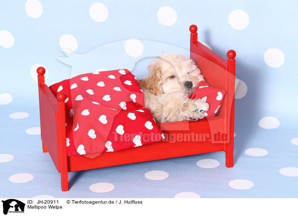 Maltipoo Welpe / JH-20911