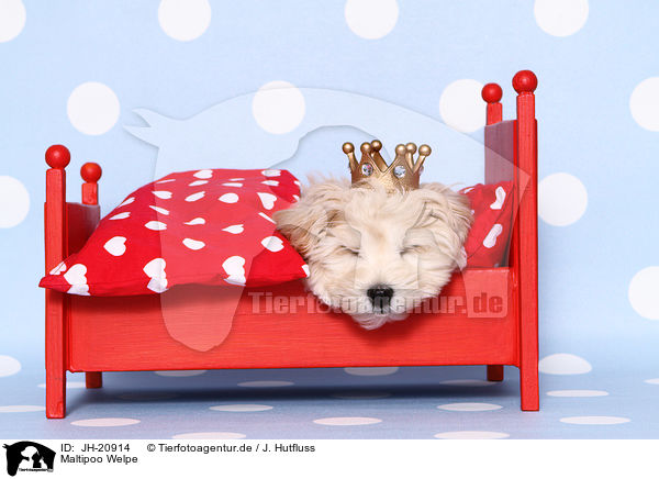 Maltipoo Welpe / JH-20914