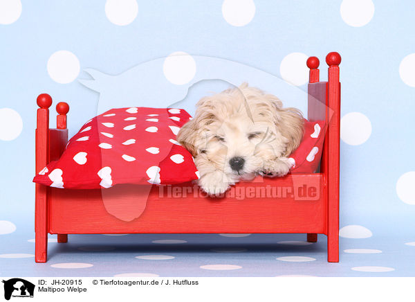 Maltipoo Welpe / JH-20915