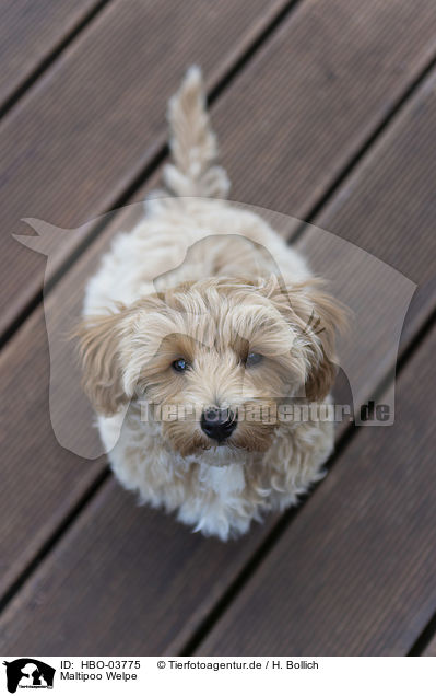 Maltipoo Welpe / HBO-03775