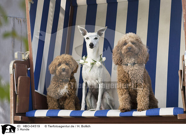 3 Hunde / 3 dogs / HBO-04519