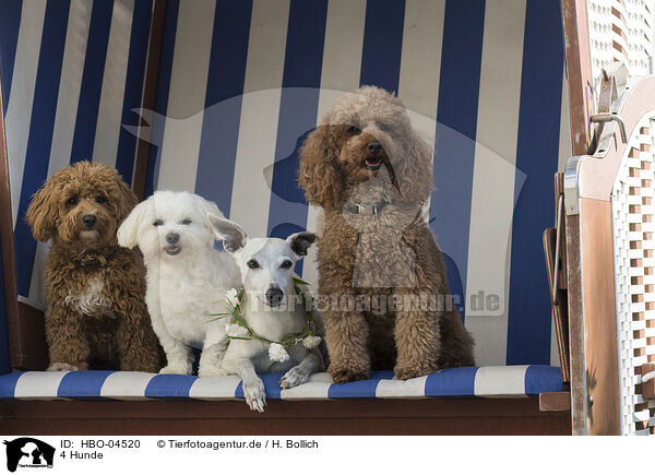 4 Hunde / 4 dogs / HBO-04520