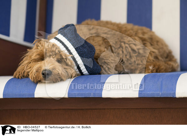 liegender Maltipoo / lying Maltipoo / HBO-04527