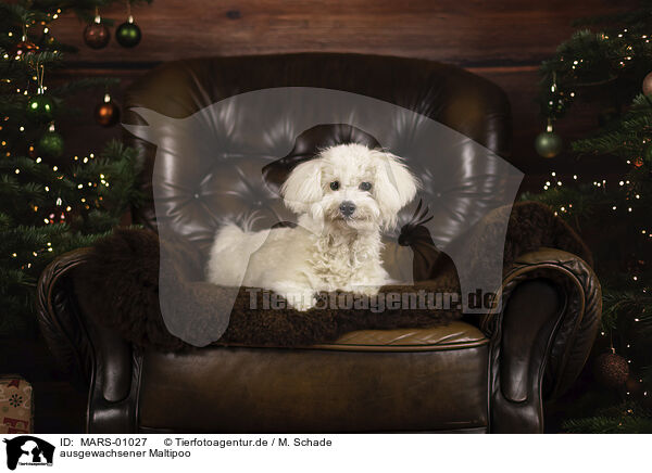 ausgewachsener Maltipoo / adult Maltipoo / MARS-01027