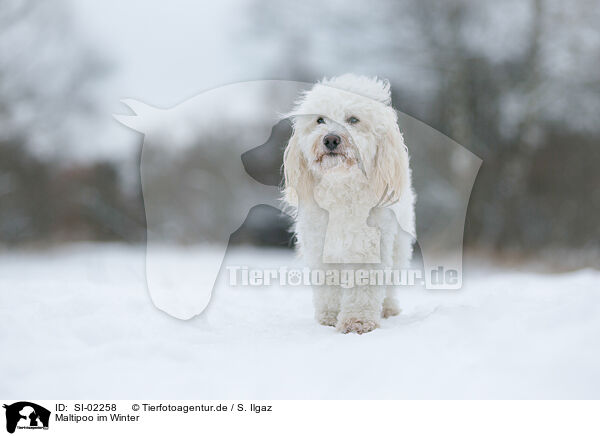 Maltipoo im Winter / Maltipoo in winter / SI-02258