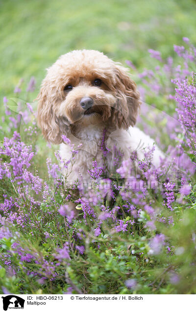 Maltipoo / Maltipoo / HBO-06213