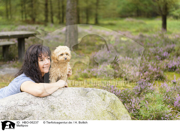 Maltipoo / Maltipoo / HBO-06237