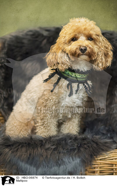 Maltipoo / Maltipoo / HBO-06874