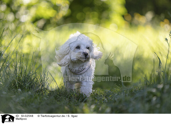 Maltipoo / Maltipoo / SI-02548