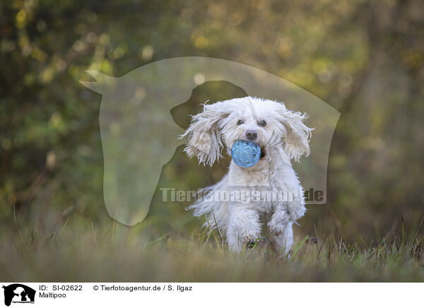 Maltipoo / Maltipoo / SI-02622
