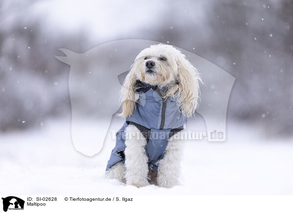 Maltipoo / Maltipoo / SI-02628