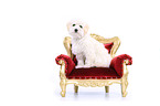 sitzender Maltipoo