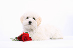 liegender Maltipoo