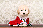 Maltipoo Welpe