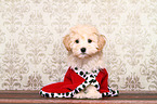 Maltipoo Welpe