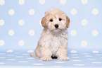 Maltipoo Welpe