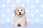 Maltipoo Welpe