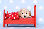 Maltipoo Welpe