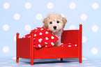 Maltipoo Welpe