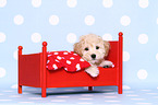 Maltipoo Welpe