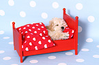 Maltipoo Welpe