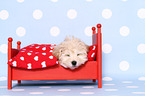 Maltipoo Welpe