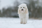 Maltipoo im Winter