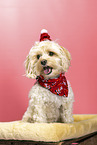 Maltipoo